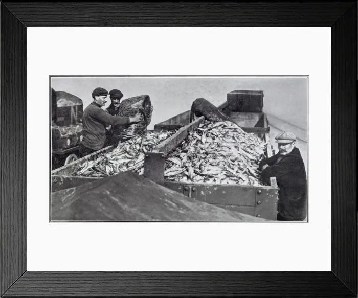 Framed Print : Fresh herring being loaded upon trucks. Date: November 1910 Framed Print : Fresh herring being loaded upon trucks. Date: November 1910