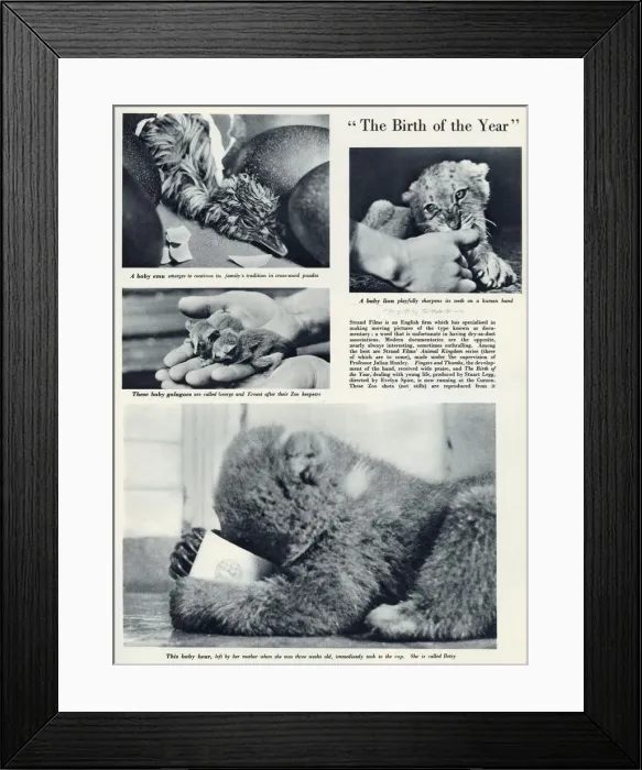 Framed Print : Page from The Bystander reporting on the nature documentaries made by Strand Films under Framed Print : Page from The Bystander reporting on the nature documentaries made by Strand Films under