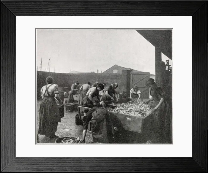 Framed Print : Herring Fishery on the East Coast 1902 Framed Print : Herring Fishery on the East Coast 1902