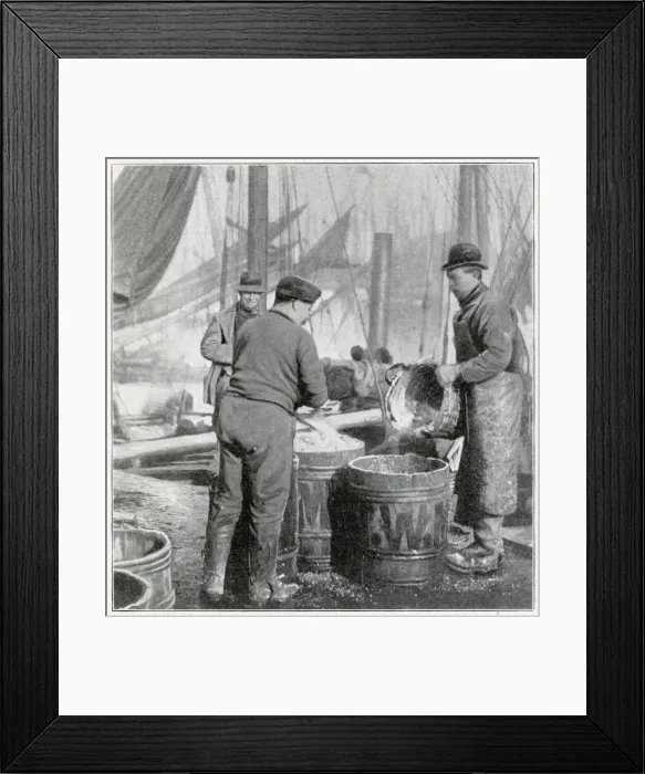 Framed Print : Herring Fishery on the East Coast 1902 Framed Print : Herring Fishery on the East Coast 1902