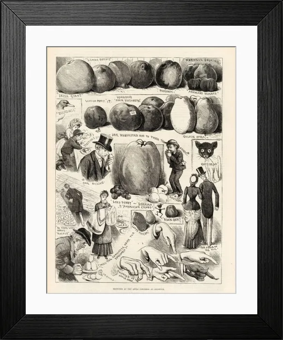 Framed Print : Sketches at the Apple Congress at Chiswick Framed Print : Sketches at the Apple Congress at Chiswick
