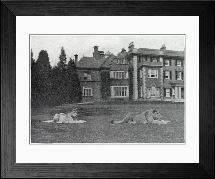 Framed Print : An unusual welcome for visitors to Colney Hall, Norwich, the home of Mr. Hugh G. Barclay, in the form of two nine-month-old lions, who prowl the surrounding lawns. The pair were brought back from Africa by Miss Barclay. Date: 1911 Framed Print : An unusual welcome for visitors to Colney Hall, Norwich, the home of Mr. Hugh G. Barclay, in the form of two nine-month-old lions, who prowl the surrounding lawns. The pair were brought back from Africa by Miss Barclay. Date: 1911