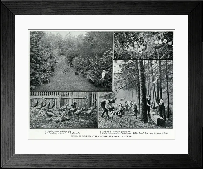 Framed Print : Photographs showing stages of pheasant rearing by gamekeepers. Date: 1912 Framed Print : Photographs showing stages of pheasant rearing by gamekeepers. Date: 1912