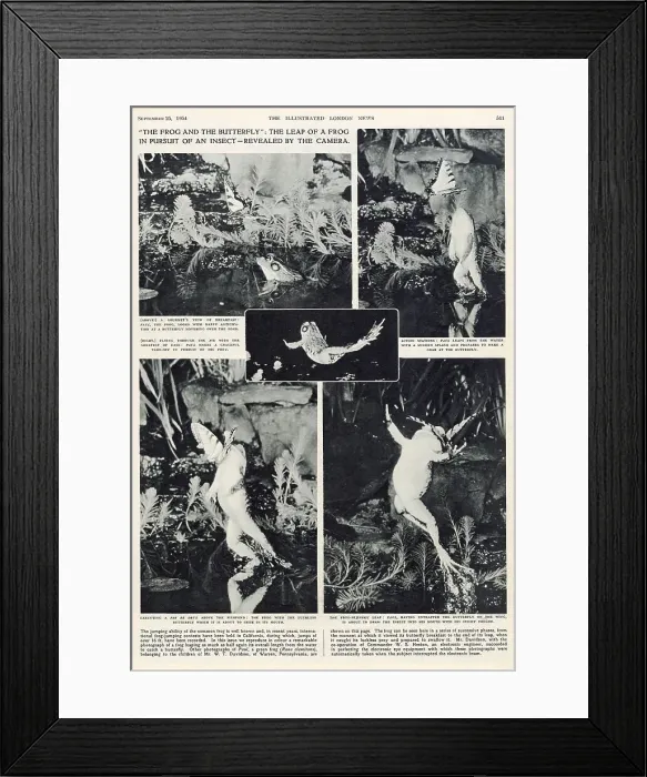 Framed Print : The Frog and the Butterfly. The leap of a frog in pursuit of an insect, as revealed by the camera. Date: 1954 Framed Print : The Frog and the Butterfly. The leap of a frog in pursuit of an insect, as revealed by the camera. Date: 1954