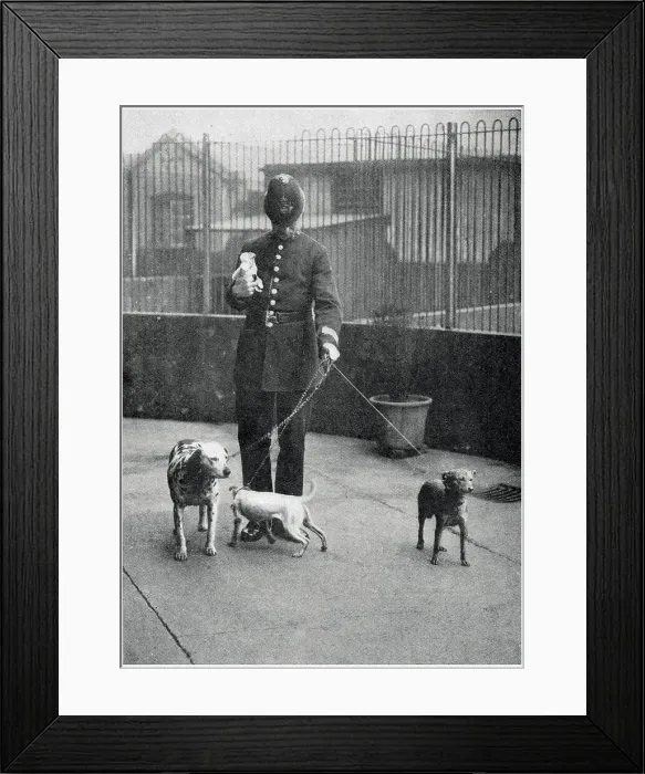 Framed Print : Policeman Bringing Four Dogs to Battersea Dogs Home 1919 Framed Print : Policeman Bringing Four Dogs to Battersea Dogs Home 1919