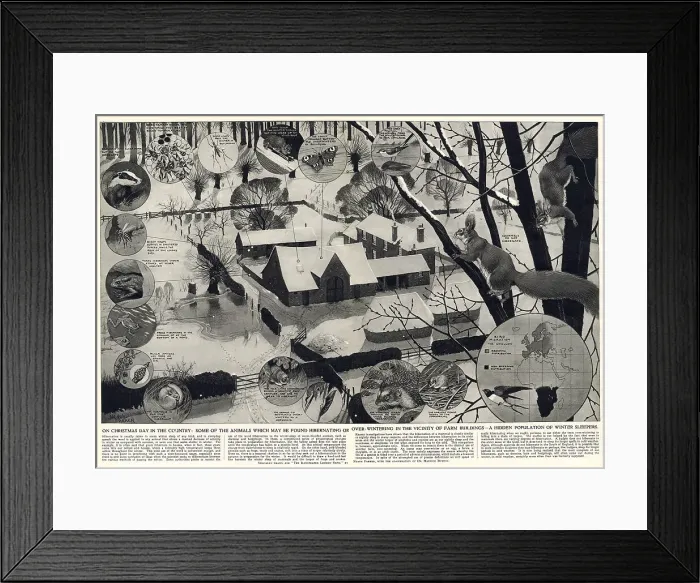Framed Print : On Christmas Day in the country - some of the animals which might be found hibernating or over-wintering in the vicinity of farm buildings - a hidden population of winter sleepers. Wildlife found in Britain in the countryside during winter in 1952