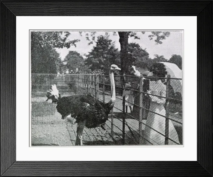 Framed Print : The first ostrich farm in Europe, situated close to the Var racecourse, reached by electric tram. On a villa situated on the farm, where you could buy ostrich feathers for a good price in a variety of colours and sizes Framed Print : The first ostrich farm in Europe, situated close to the Var racecourse, reached by electric tram. On a villa situated on the farm, where you could buy ostrich feathers for a good price in a variety of colours and sizes