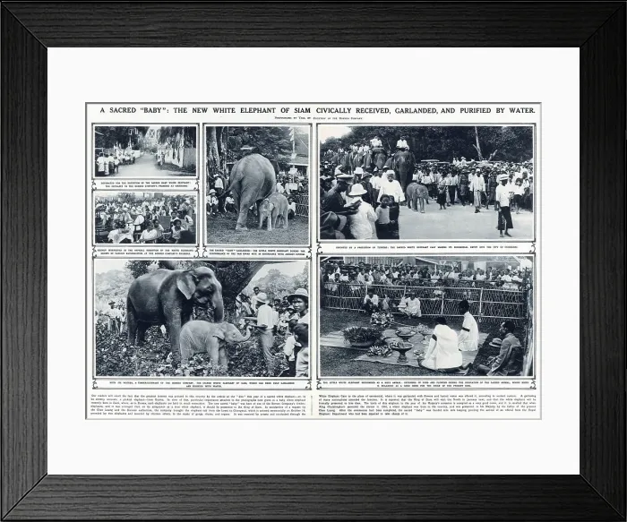 Framed Print : Double page spread in The Illustrated London News reporting on the new white elephant calf, born at the Borneo Company and transported to Chiengmai where it was to be presented to the King of Siam Framed Print : Double page spread in The Illustrated London News reporting on the new white elephant calf, born at the Borneo Company and transported to Chiengmai where it was to be presented to the King of Siam