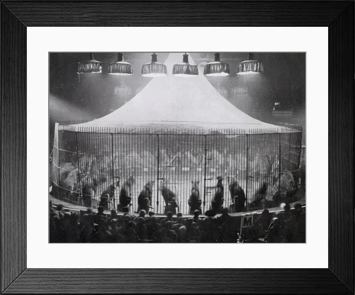 Framed Print : Exhibition at the Olympia Circus, with forty-five lions seated in a steel cage, with their trainer Captain Alfred. Date: 1926 Framed Print : Exhibition at the Olympia Circus, with forty-five lions seated in a steel cage, with their trainer Captain Alfred. Date: 1926
