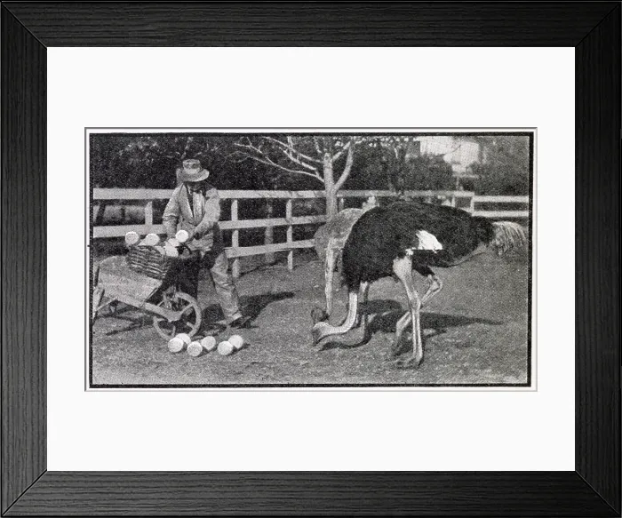 Framed Print : Collecting eggs, at a ostrich farm, in NIce France. Date: 1910 Framed Print : Collecting eggs, at a ostrich farm, in NIce France. Date: 1910