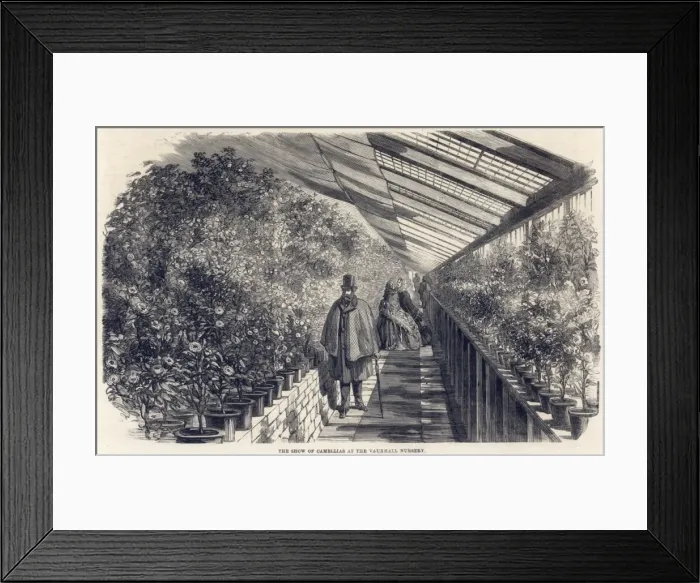 Framed Print : Camellias at Milnes Nursery, Vauxhall, London Framed Print : Camellias at Milnes Nursery, Vauxhall, London