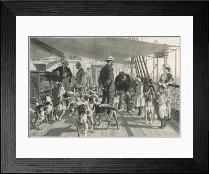 Framed Print : Foxhounds sent to India