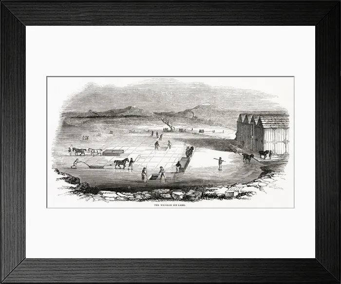 Framed Print : Forty men and twelve horses would cut and stow away 400 tons a day Framed Print : Forty men and twelve horses would cut and stow away 400 tons a day