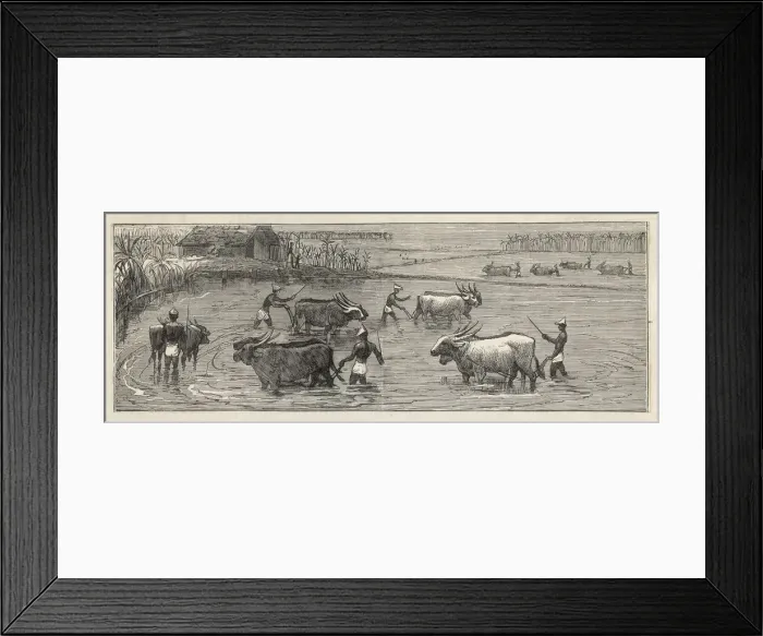 Framed Print : Food and Drink / Rice Framed Print : Food and Drink / Rice