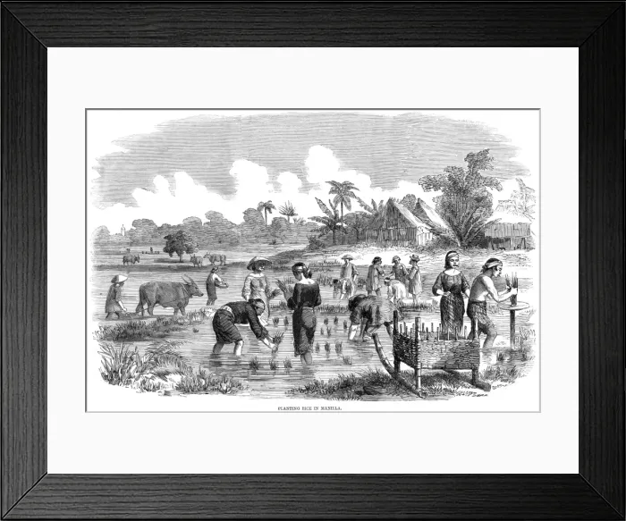 Framed Print : Rice cultivation in Manila, Philippines Framed Print : Rice cultivation in Manila, Philippines