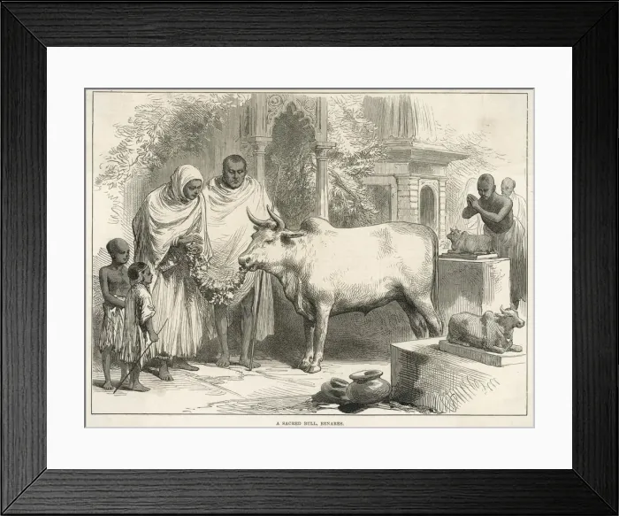 Framed Print : Sacred bull in Benares, India Framed Print : Sacred bull in Benares, India