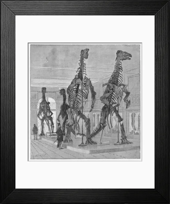 Framed Print : Dinosaur / Iguanodon Framed Print : Dinosaur / Iguanodon