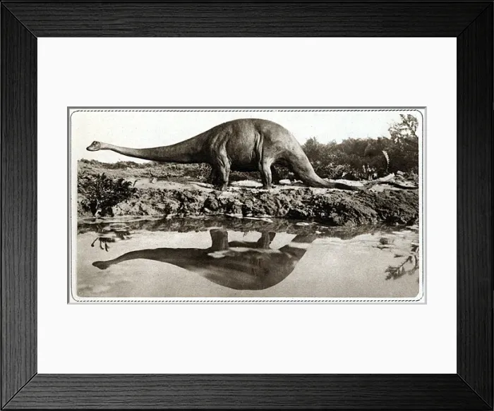 Framed Print : Dinosaur / Diplodocus Framed Print : Dinosaur / Diplodocus
