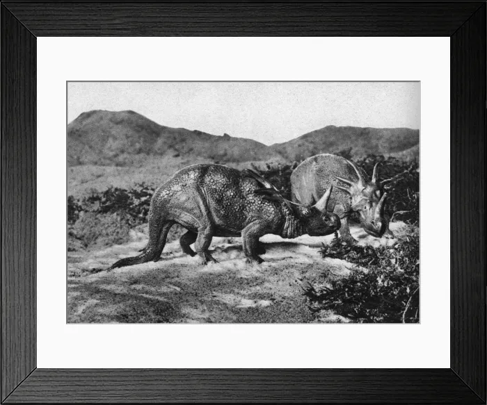 Framed Print : Dinosaurs, Styracosaurus Framed Print : Dinosaurs, Styracosaurus