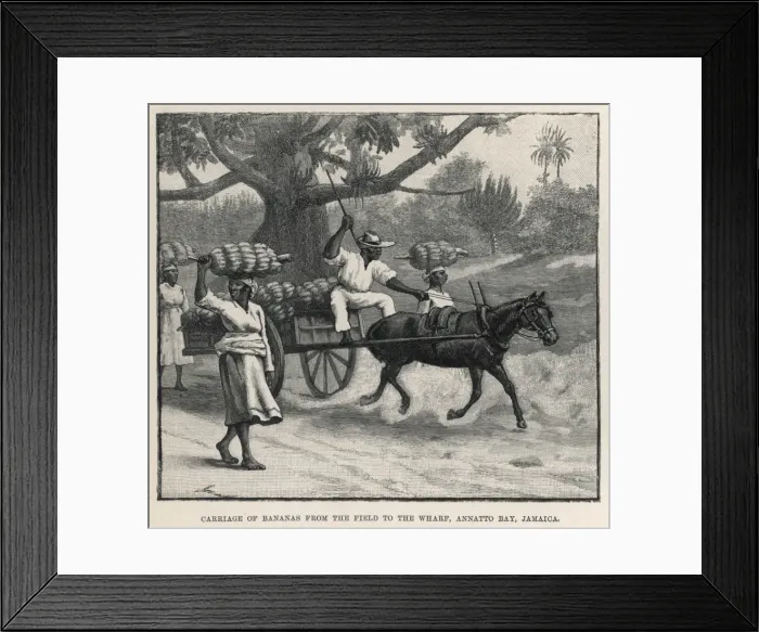 Framed Print : Fruit / Bananas Framed Print : Fruit / Bananas