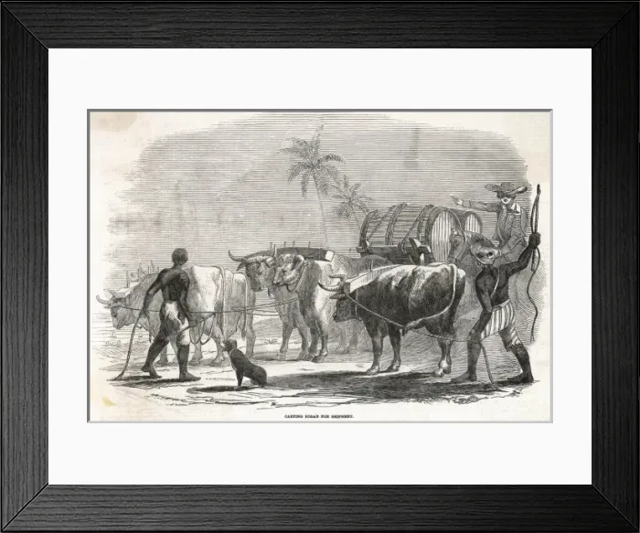 Framed Print : Food and Drink  /  Sugar