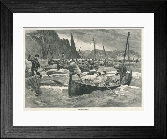 Framed Print : Whaling / Faroe Islands Framed Print : Whaling / Faroe Islands
