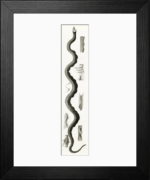 Framed Print : AMERICAN SEA SERPENT Framed Print : AMERICAN SEA SERPENT
