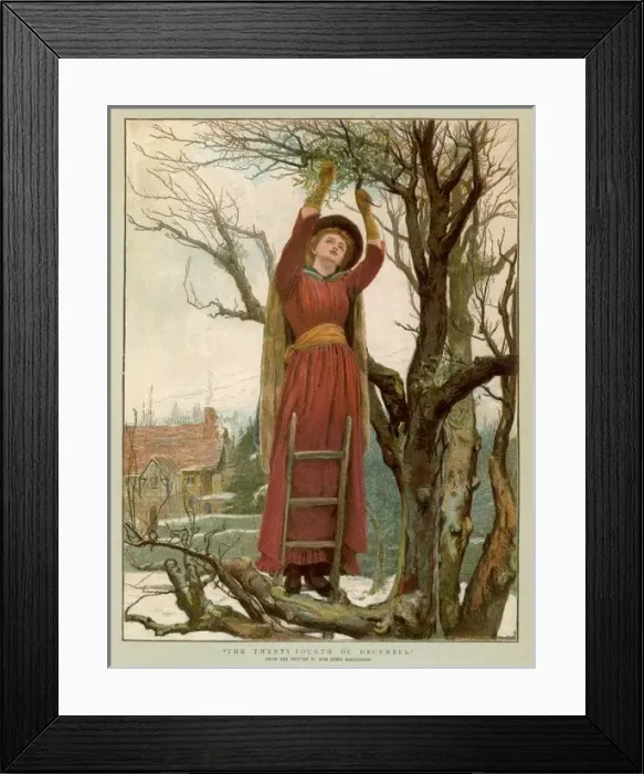 Framed Print : Gathering Mistletoe Framed Print : Gathering Mistletoe