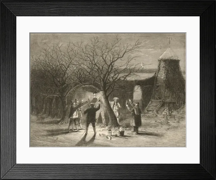 Framed Print : Wassailing Apple Trees Framed Print : Wassailing Apple Trees