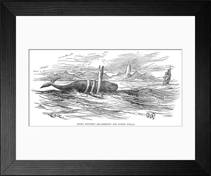 Framed Print : Sea Serpent / 1875 Brazil Framed Print : Sea Serpent / 1875 Brazil