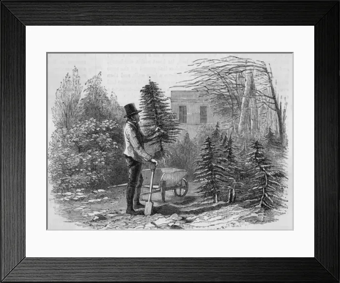 Framed Print : Christmas / Tree Dug Up Framed Print : Christmas / Tree Dug Up