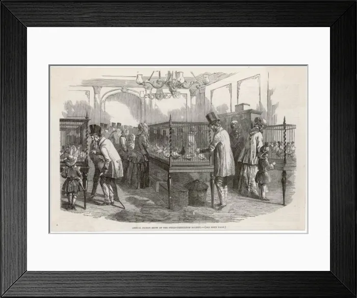 Framed Print : Pigeon Show, London