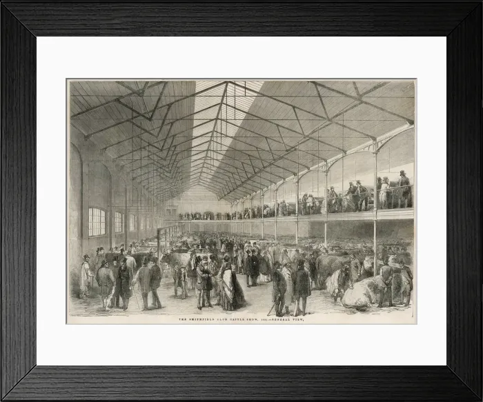 Framed Print : Smithfield Cattle Show Framed Print : Smithfield Cattle Show