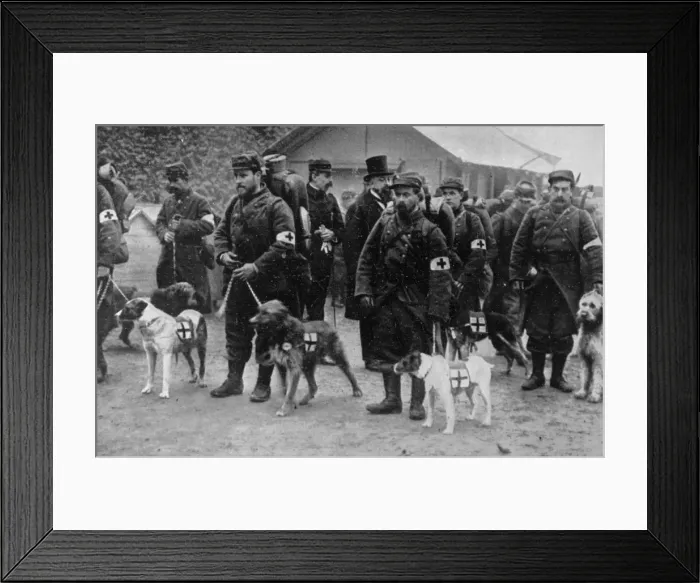 Framed Print : Red Cross Dogs 1915 Framed Print : Red Cross Dogs 1915