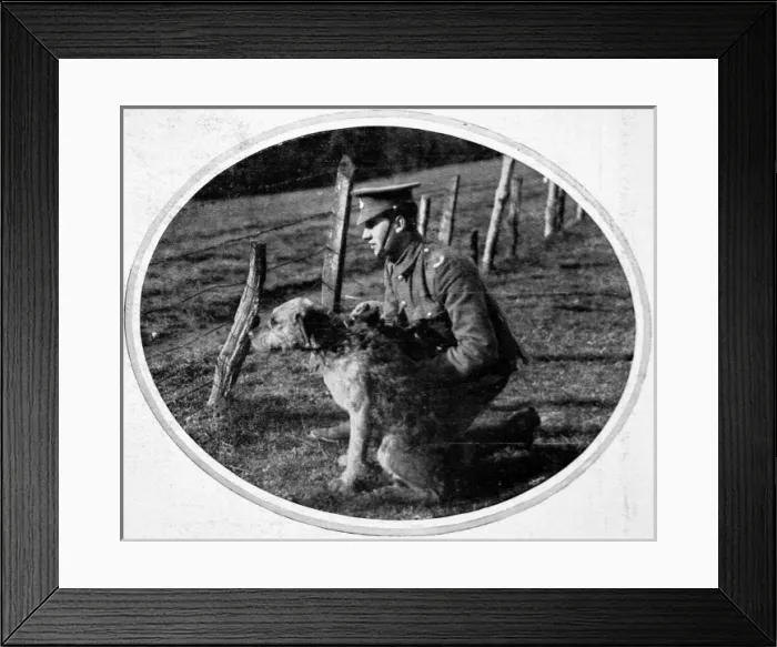 Framed Print : British War Dog