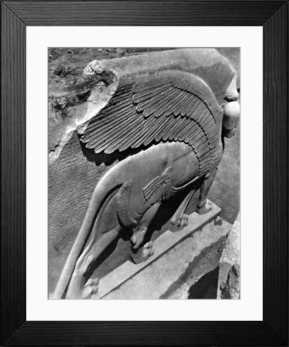 Framed Print : Winged and harnessed lioness Framed Print : Winged and harnessed lioness