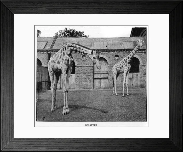 Framed Print : London Zoo Giraffes