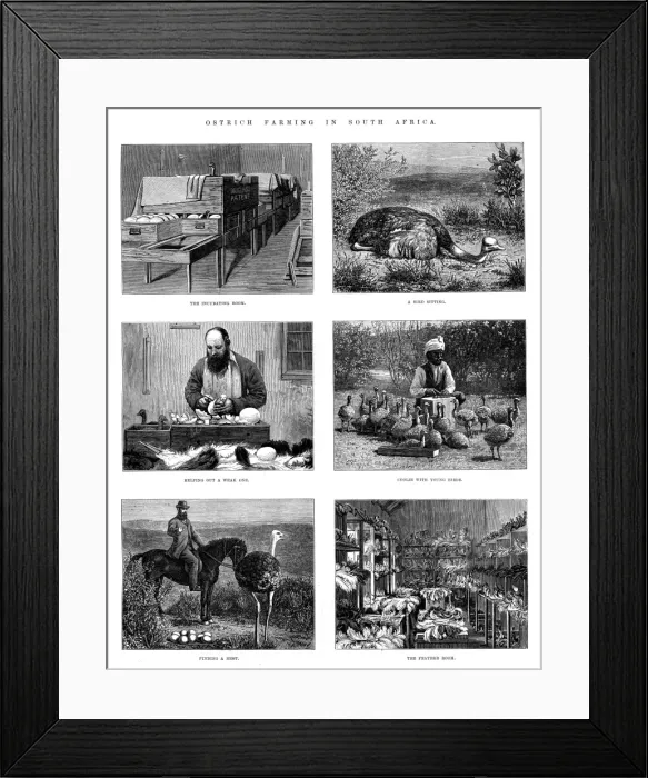 Framed Print : Ostrich Farming In South Africa