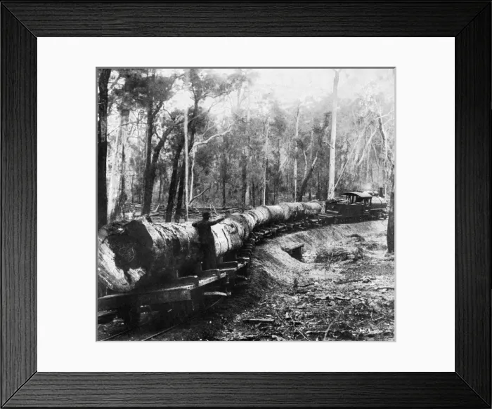 Framed Print : Forest railway, Western Australia Framed Print : Forest railway, Western Australia
