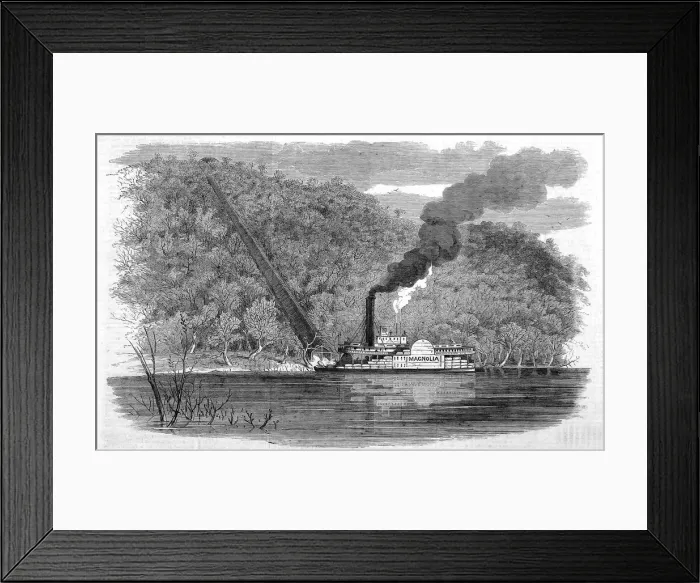 Framed Print : Cotton shoot on the Alabama Framed Print : Cotton shoot on the Alabama