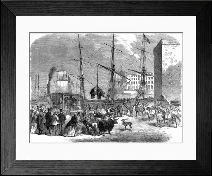 Framed Print : Shipping wild animals in the London Docks Framed Print : Shipping wild animals in the London Docks