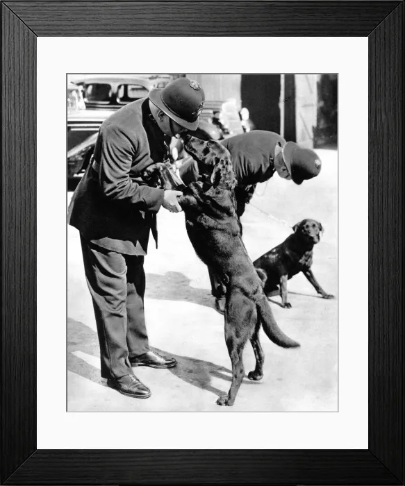 Framed Print : First Metropolitan Police-Dogs Framed Print : First Metropolitan Police-Dogs