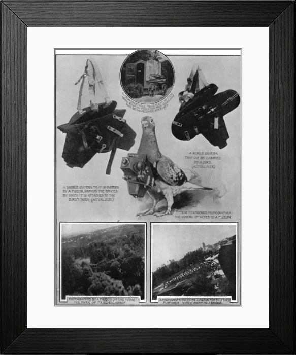 Framed Print : Military spy - a camera carrying pigeon Framed Print : Military spy - a camera carrying pigeon