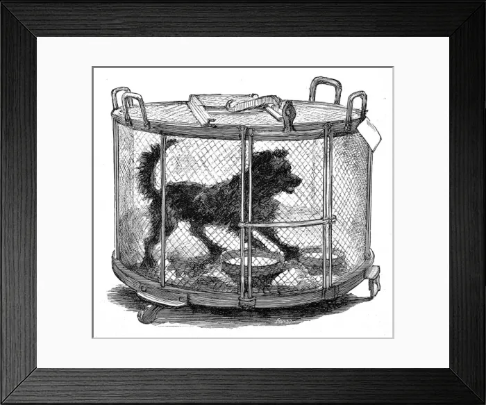 Framed Print : Inoculated dog in cage