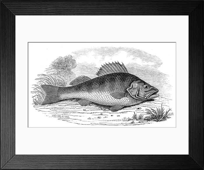 Framed Print : A Perch, 1846