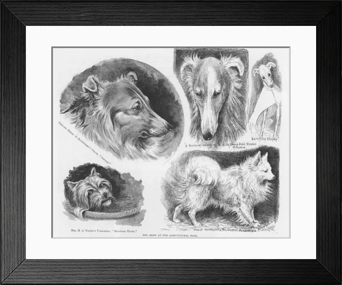 Framed Print : Dog show sketches by Louis Wain Framed Print : Dog show sketches by Louis Wain