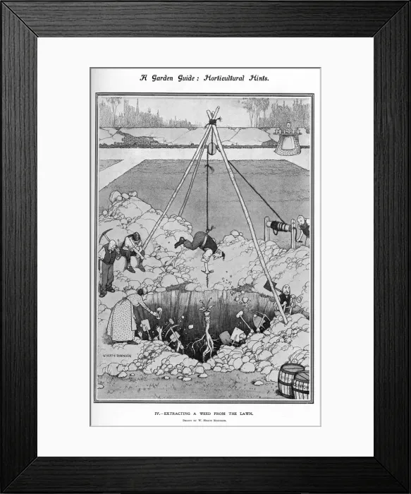 Framed Print : A Garden Guide - Extracting a Weed from a Lawn Framed Print : A Garden Guide - Extracting a Weed from a Lawn