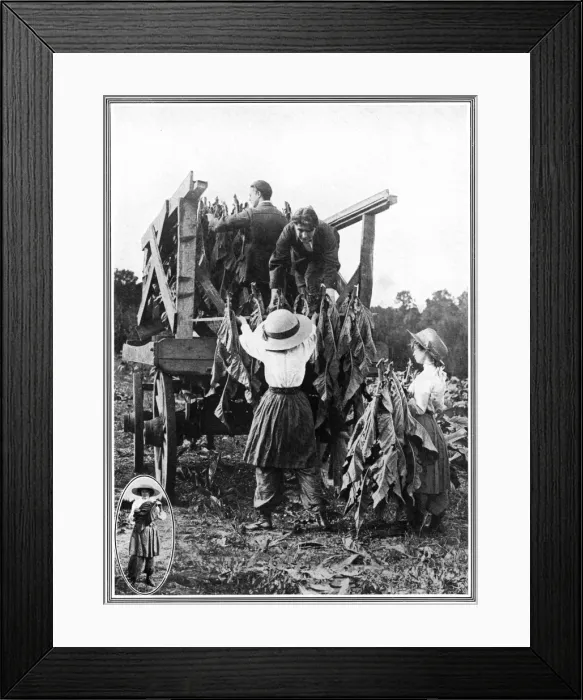 Framed Print : Tobacco farm in Norfolk
