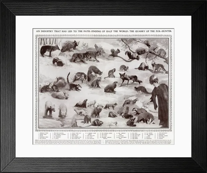 Framed Print : All the animals whose pelts were favoured by the fashion industry in 1908. 1. American Wolf, 2. Brown Bear, 3. Skunk, 4. Canadian Wolf, 5. Coyote, 6. Grey Squirrel, 7. Common Squirrel, 8. Phalanger, 9. Opossum, 10. Lemur, 11. Indian Wild Cat, 12
