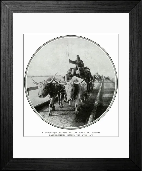 Framed Print : This Austrian cart is being hauled by bullocks Framed Print : This Austrian cart is being hauled by bullocks